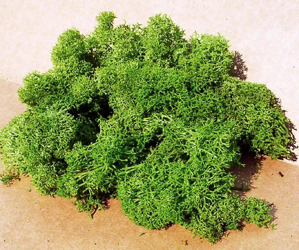 Vendita Finale HEKI 3219 - Lichene islandese verde chiaro